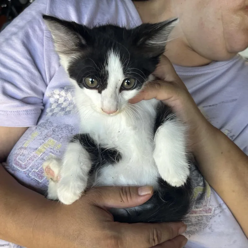 A baby small-sized female Black Domestic Medium Hair cat named Dragon fruit for adoption in Long Beach, CA