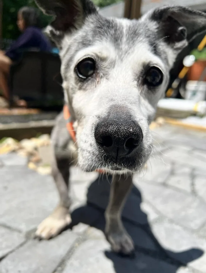 Louie