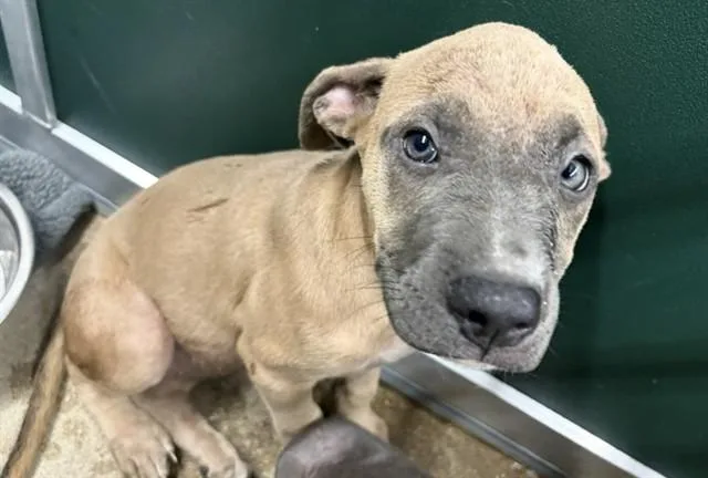 A baby small-sized female Pit Bull Terrier dog named Miney for adoption in Killeen, TX