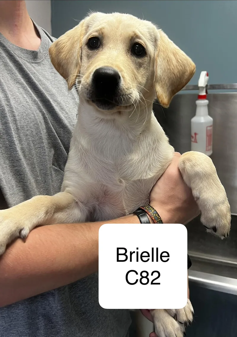 A young medium-sized female Yellow / Tan / Blond / Fawn Labrador Retriever dog named Brielle for adoption in Morganton, NC