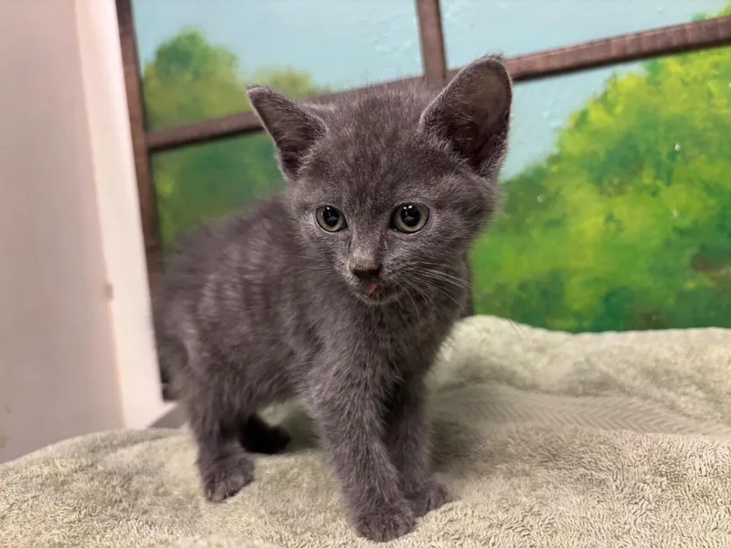 A baby small-sized female Domestic Short Hair cat named Cutie for adoption in Houston, TX