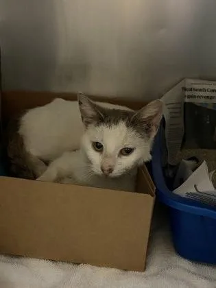 An adult small-sized female Domestic Short Hair cat named Carmen for adoption in West Chester, PA