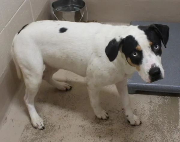 An adult large-sized female Australian Shepherd dog named Pen D Marcie for adoption in Lawrenceville, GA