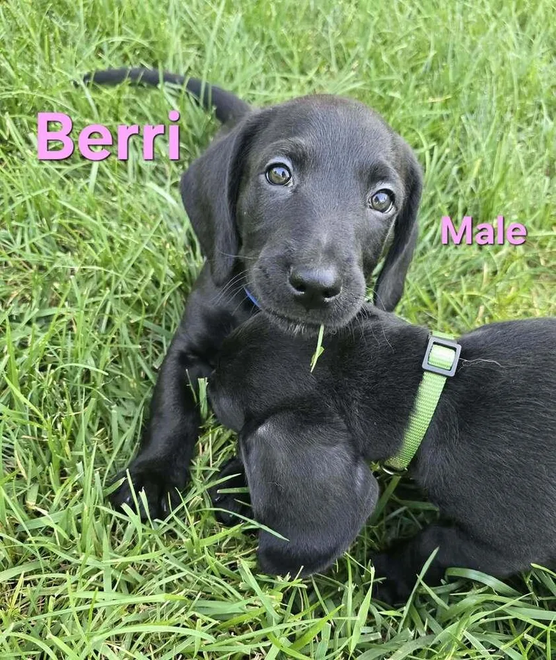 Berri