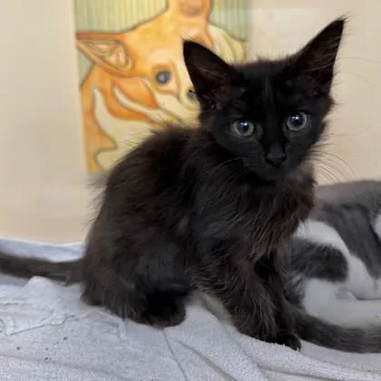 A baby small-sized female Domestic Medium Hair cat named Cinder for adoption in New Orleans, LA