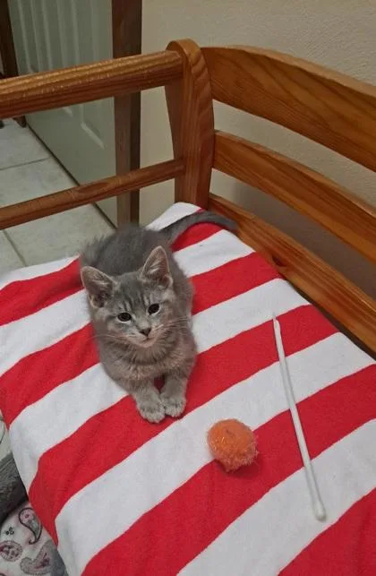 A baby small-sized male Domestic Short Hair cat named Henry II for adoption in Verona, WI