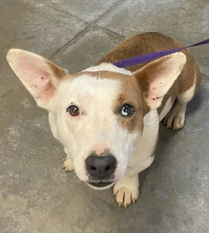 An adult medium-sized female Cardigan Welsh Corgi dog named Marie Lee for adoption in Bowling Green, KY