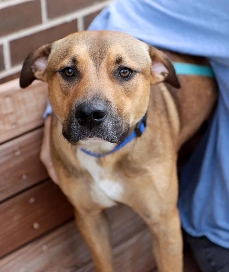 A young medium-sized male German Shepherd Dog dog named Judge for adoption in Kansas City, KS
