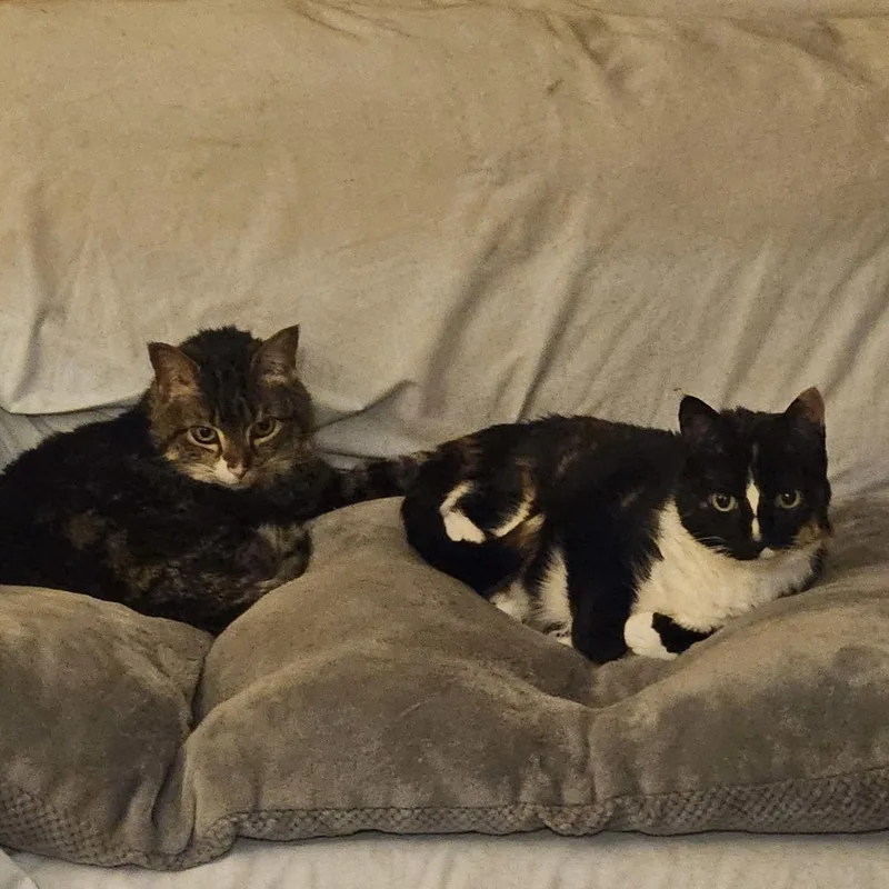 A senior medium-sized female Dilute Tortoiseshell Domestic Short Hair cat named Blackie & Sweetie  for adoption in Bristow, VA