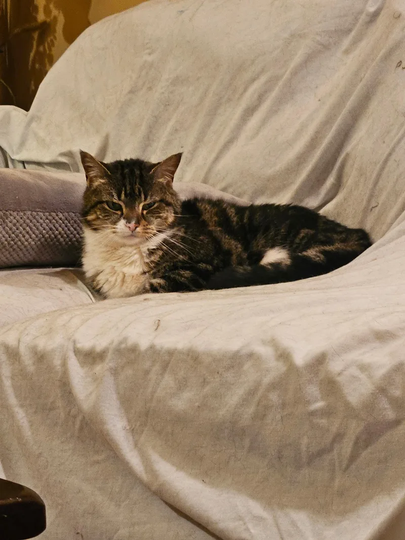 Blackie & Sweetie  thumbnail 2