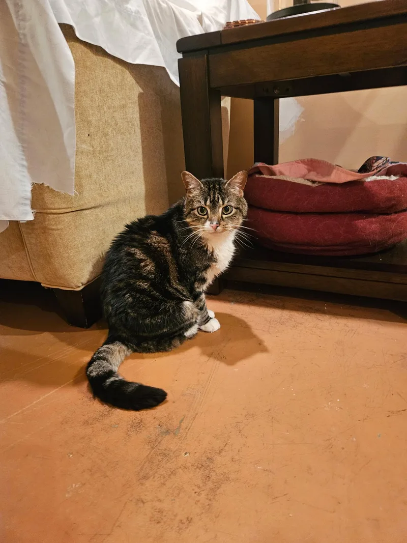 Blackie & Sweetie  thumbnail 3