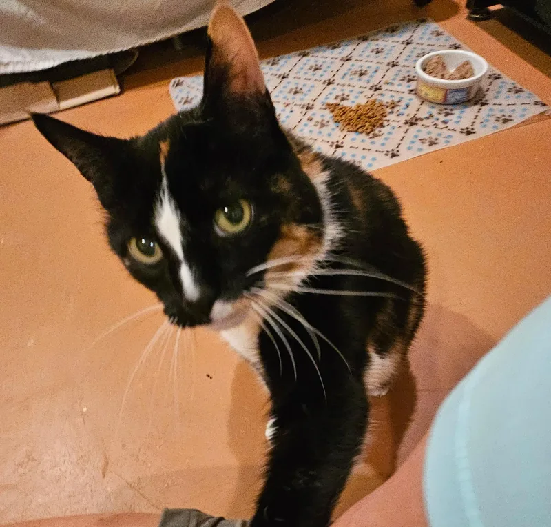 Blackie & Sweetie  thumbnail 4