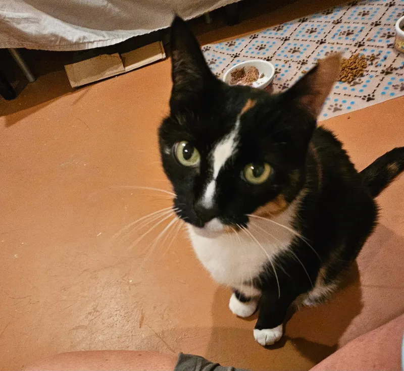 Blackie & Sweetie  thumbnail 5