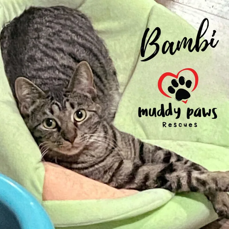 Bambi thumbnail 2
