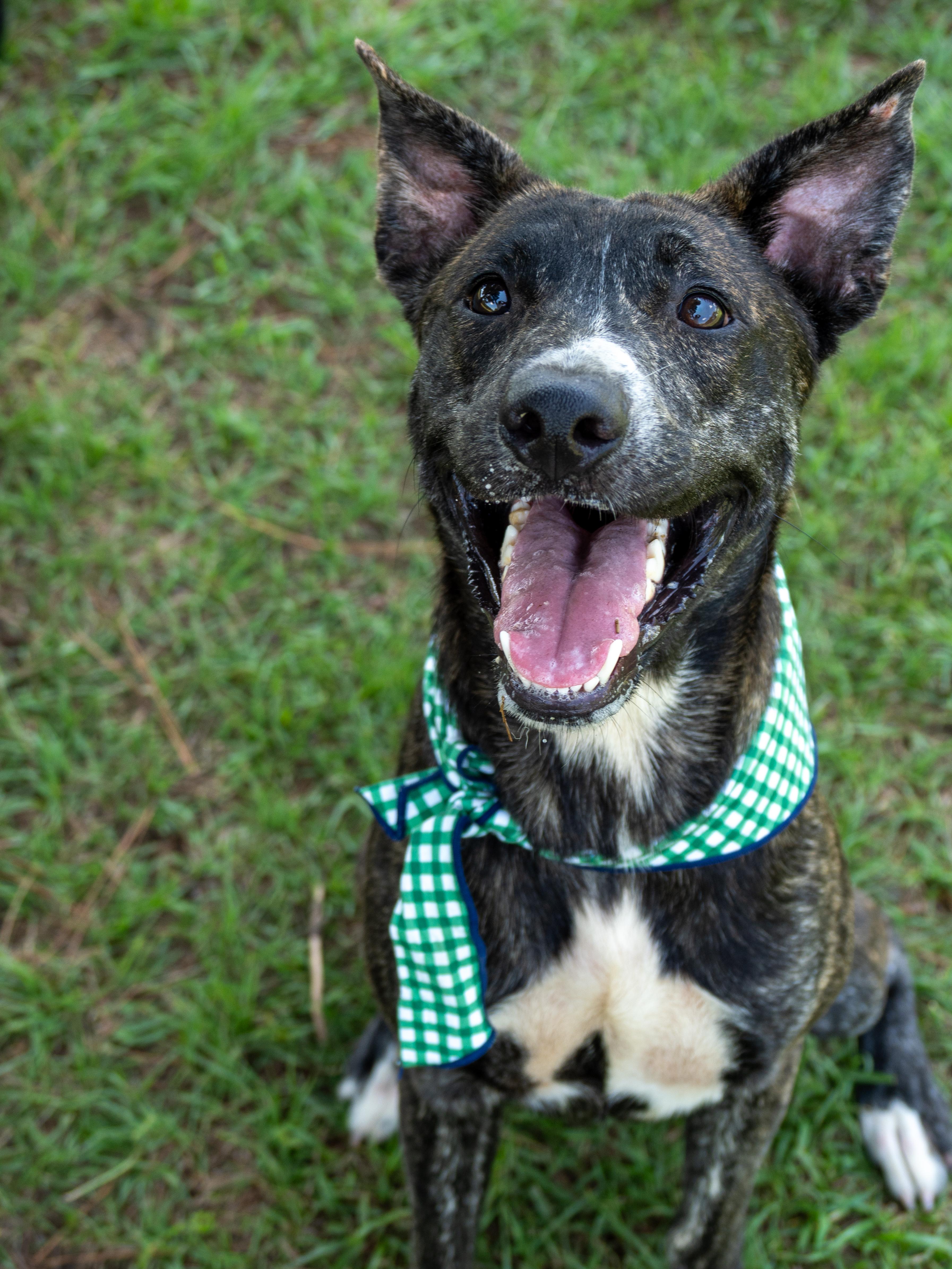 An adult medium-sized male Brindle Mixed Breed dog named Tony for adoption in Myrtle Beach, SC
