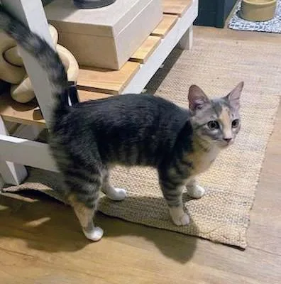 A baby medium-sized female Dilute Calico cat named Clara for adoption in Waynesboro, VA