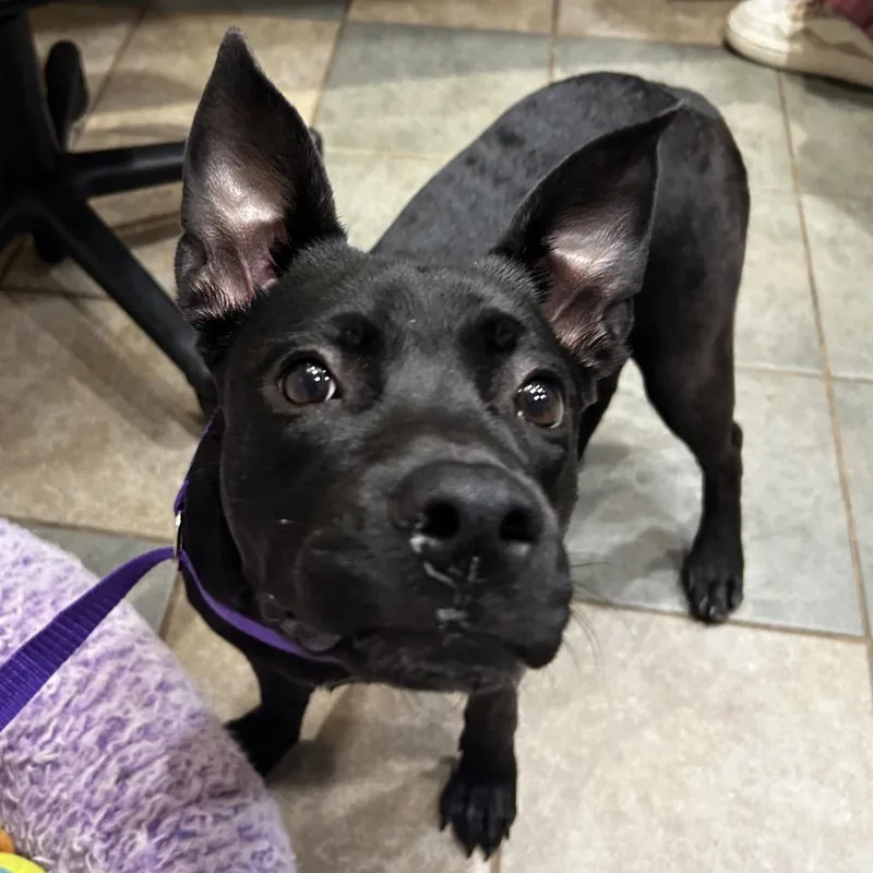 A young medium-sized female Black Mixed Breed dog named Blueberry for adoption in Chattanooga, TN