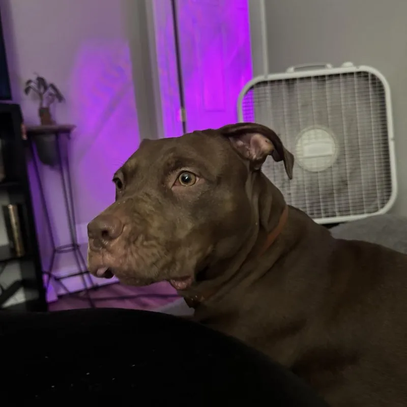 Georgia thumbnail 4