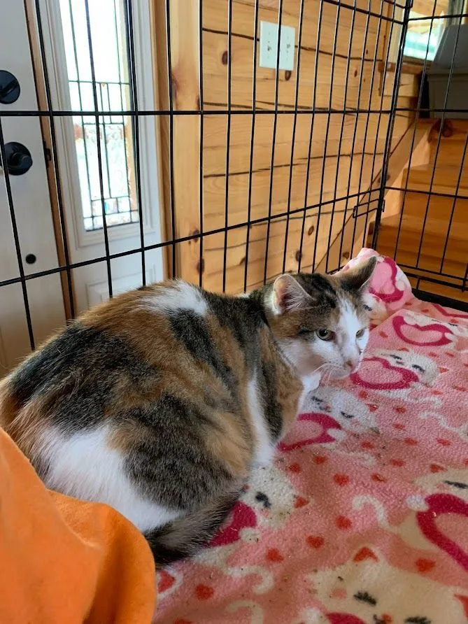 An adult medium-sized female Domestic Short Hair cat named Bravo for adoption in Hawley, PA