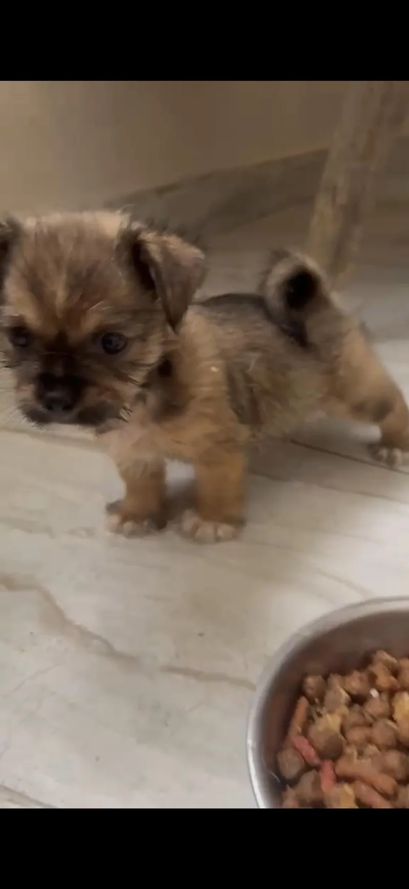 A baby small-sized female Tricolor (Brown, Black, & White) West Highland White Terrier / Westie dog named Emilia for adoption in Rio Grande, PR