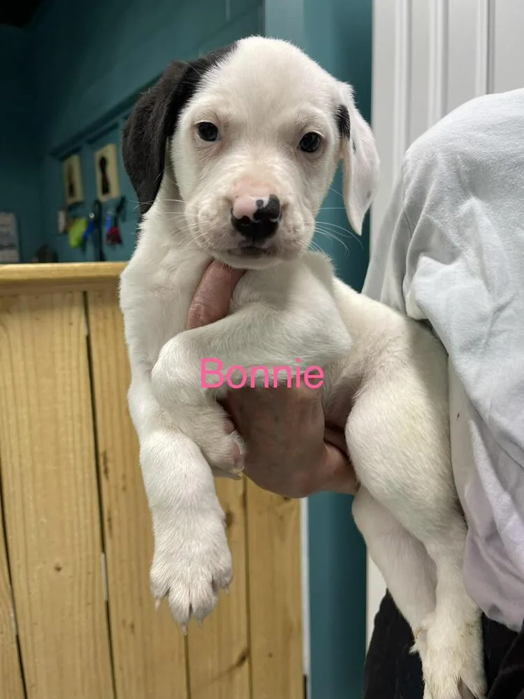 A baby small-sized female Tricolor (Brown, Black, & White) Mixed Breed dog named Bonnie for adoption in Chattanooga, TN