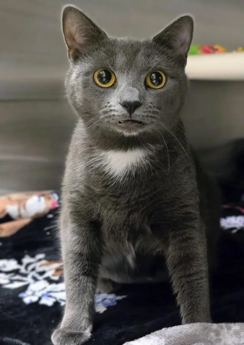 An adult large-sized female Gray / Blue / Silver Domestic Short Hair cat named Mimi for adoption in Amityville, NY