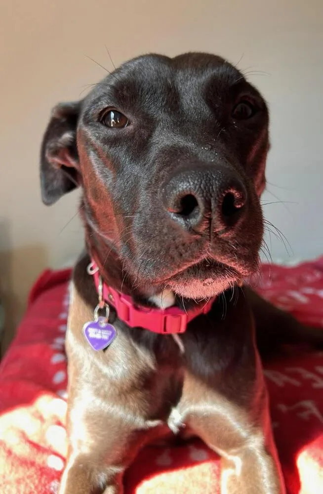 Marcie