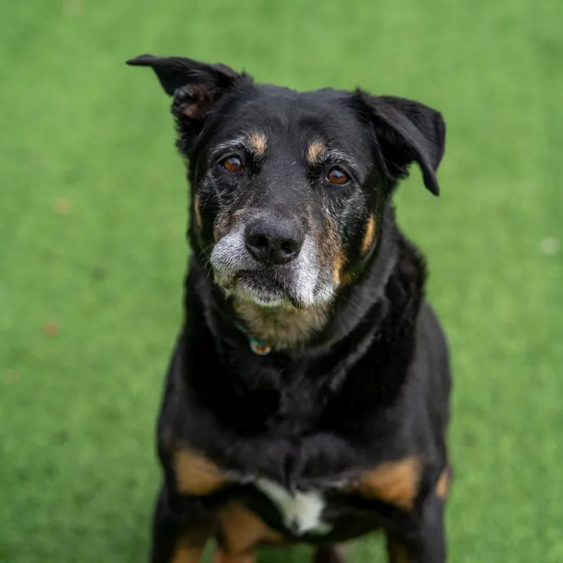 Charlie Brown thumbnail 3