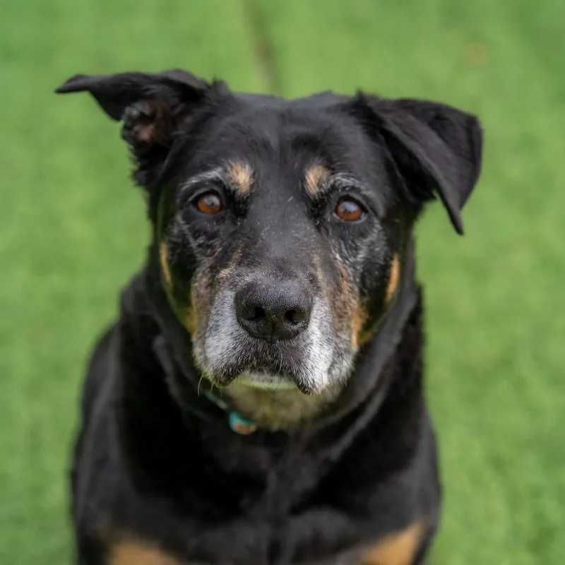 Charlie Brown thumbnail 4