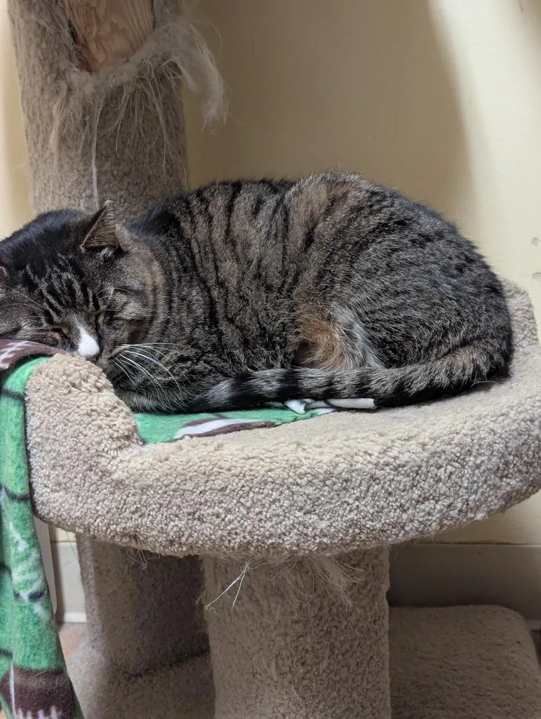 An adult large-sized male Domestic Short Hair cat named Norman for adoption in Thayne, WY