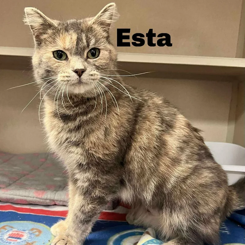 Esta
