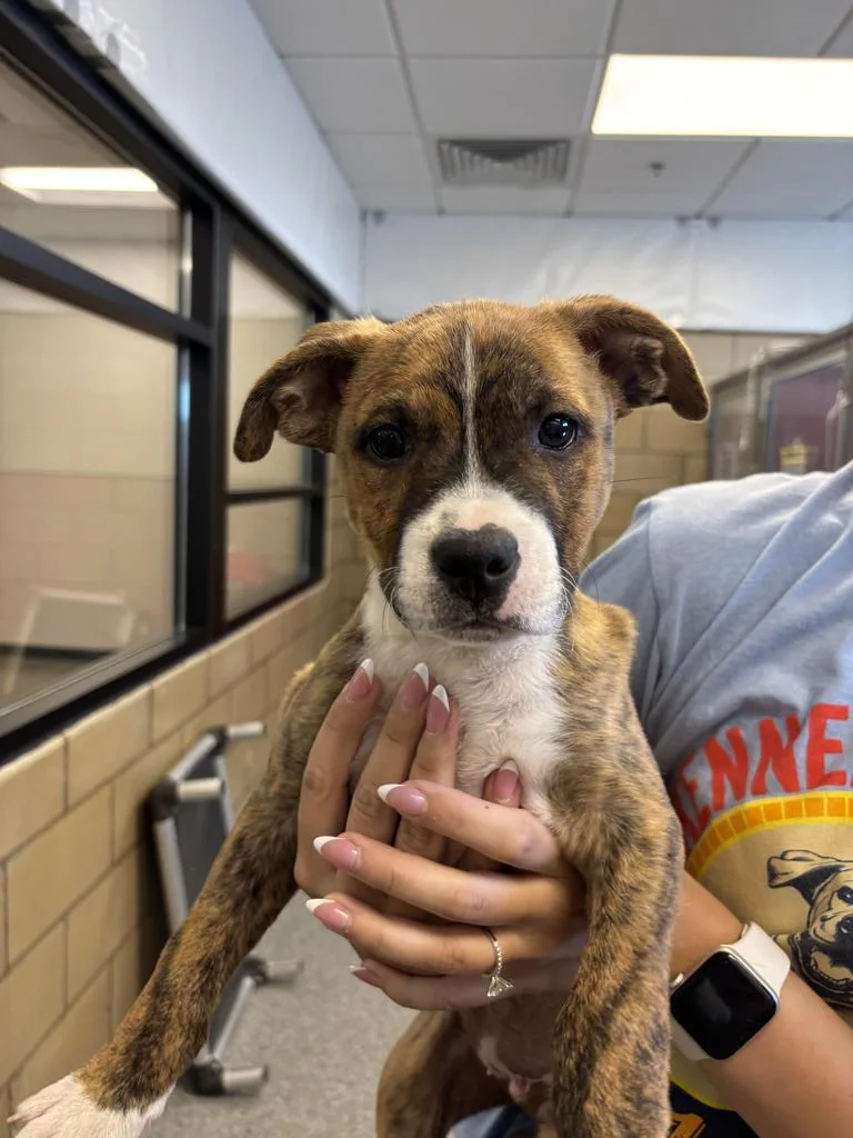 A baby small-sized male Beagle dog named Shamrock for adoption in Greenfield, IN