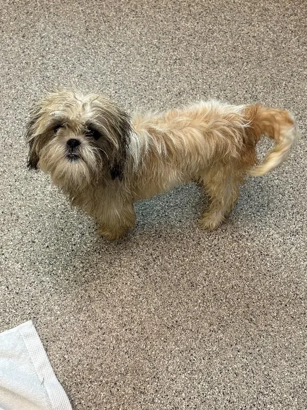 A young small-sized male White / Cream Pekingese dog named Benji for adoption in Disputanta, VA