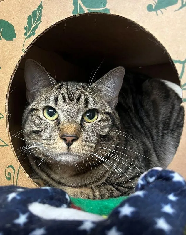 A young medium-sized male Domestic Short Hair cat named Mo for adoption in Genoa, IL