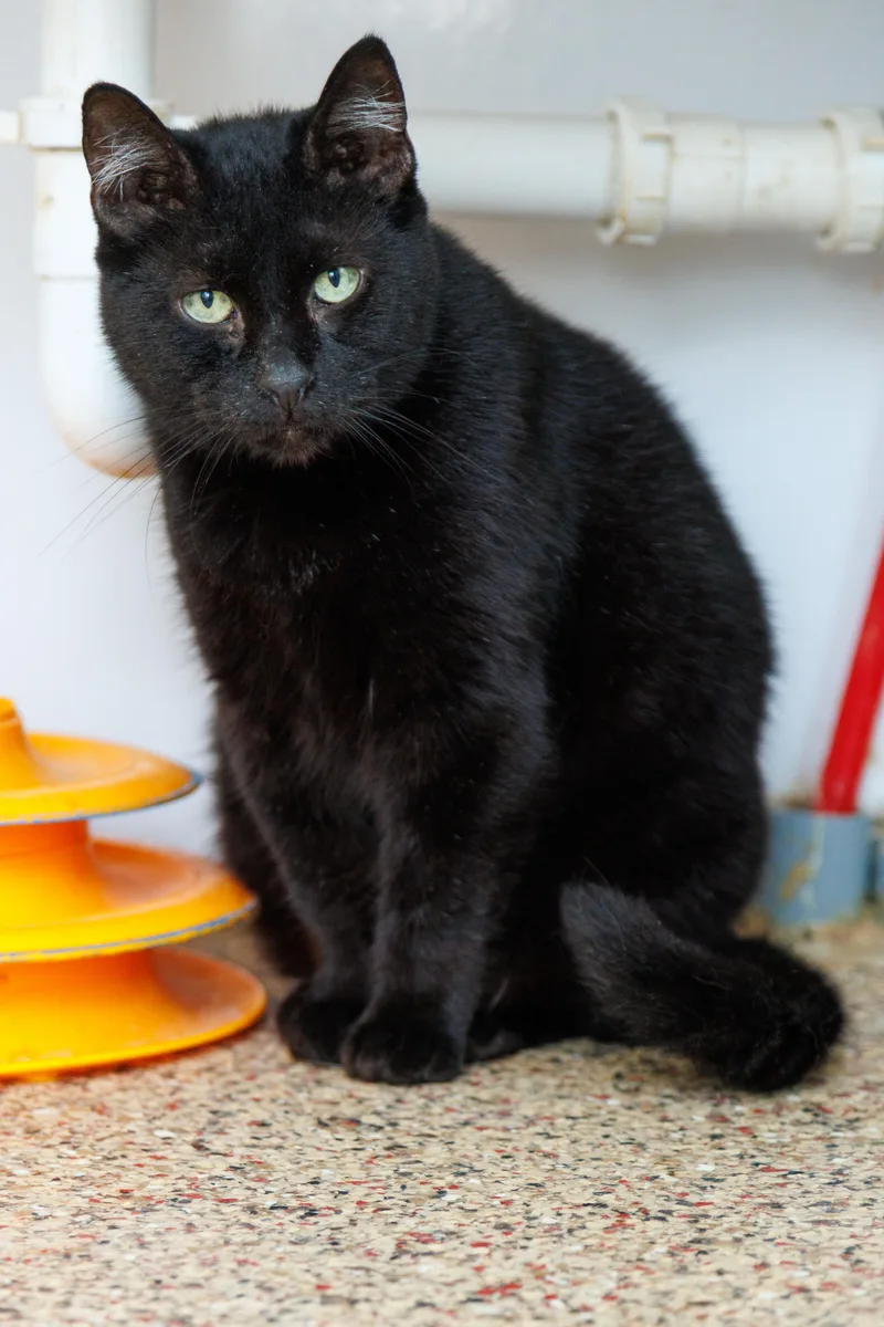 A young small-sized male Domestic Short Hair cat named Kovu for adoption in Chester Springs, PA
