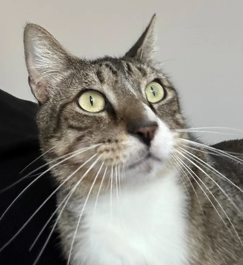 An adult medium-sized male Tabby (Gray / Blue / Silver) Tabby cat named Boots for adoption in Fort Myers, FL