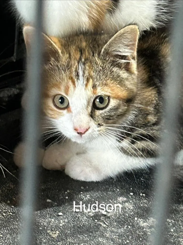 A baby medium-sized female Domestic Short Hair cat named Hudson for adoption in Cloquet, MN