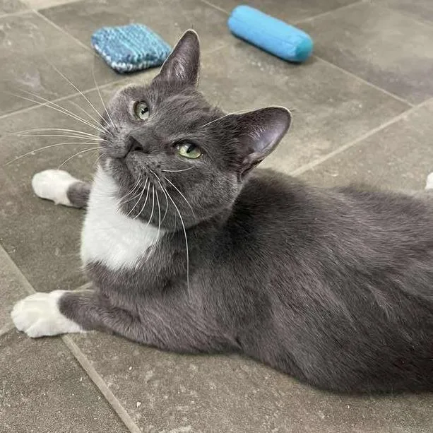 An adult medium-sized male Gray / Blue / Silver Domestic Short Hair cat named Crunchwrap Supreme for adoption in Winthrop, ME