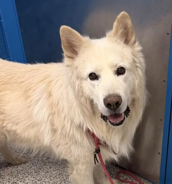 An adult large-sized male Alaskan Malamute dog named Hatchi for adoption in Golden, CO