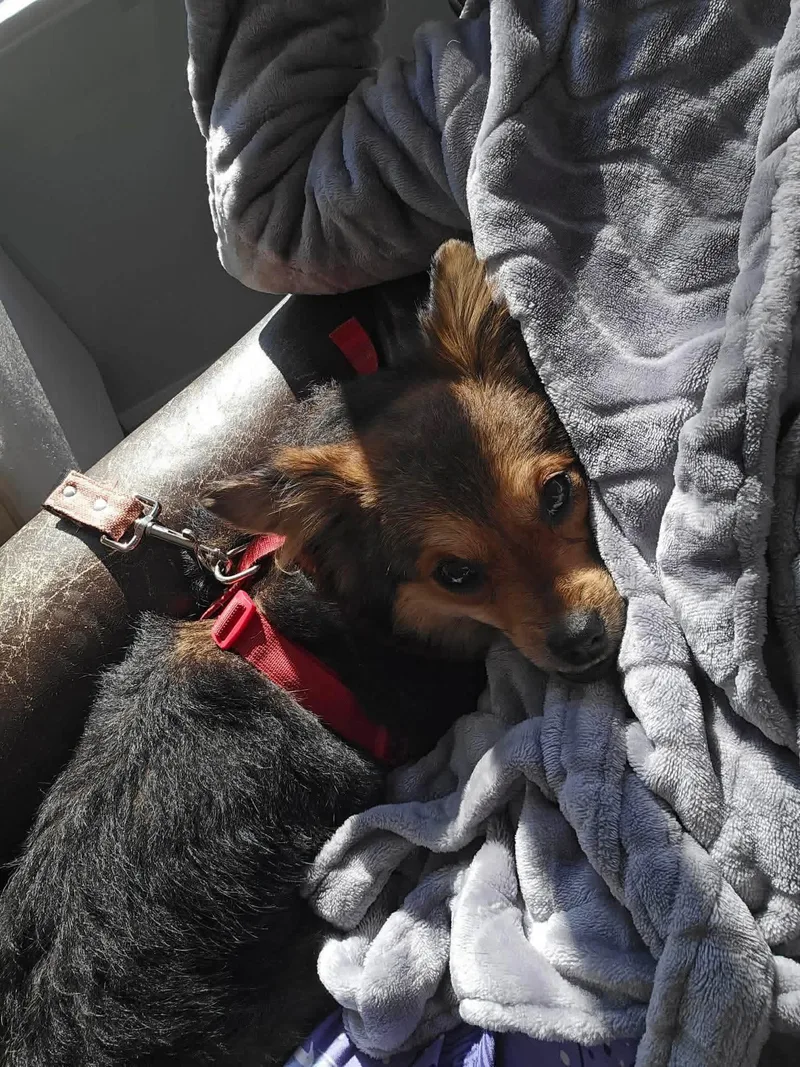 Clementine thumbnail 4