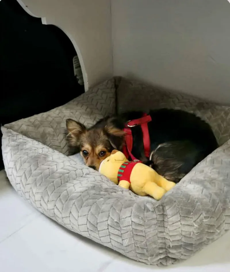 Clementine thumbnail 5