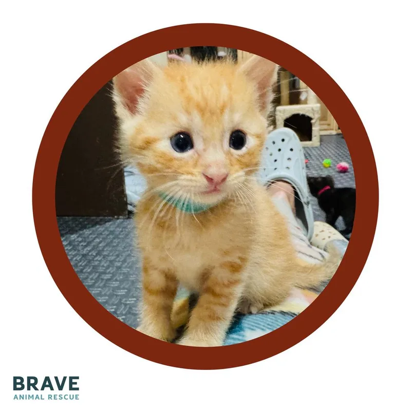A baby small-sized male Orange & White Domestic Short Hair cat named Bee for adoption in Lincoln, NE