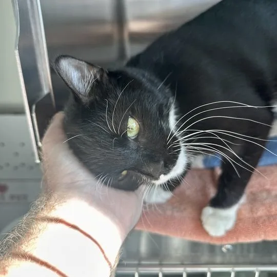 An adult medium-sized male Black Domestic Short Hair cat named Seth for adoption in Matteson, IL