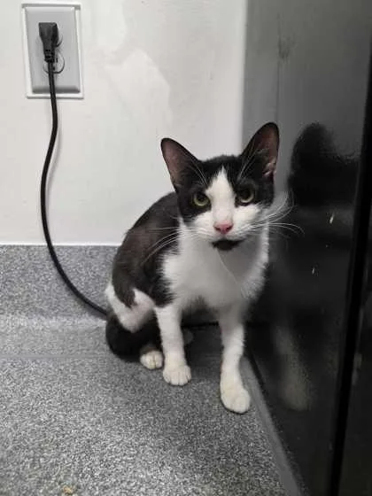 An adult medium-sized female Domestic Short Hair cat named Saturn for adoption in Sevierville, TN
