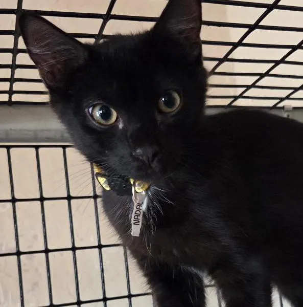 A baby medium-sized male Black Domestic Short Hair cat named Nadal for adoption in Las Cruces, NM