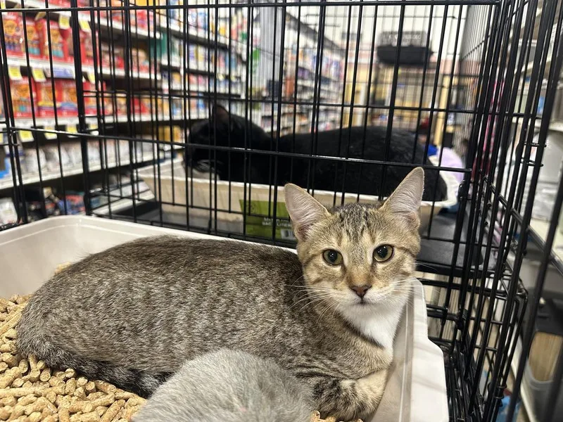 A baby small-sized female Tabby cat named Jojo for adoption in Orlando, FL