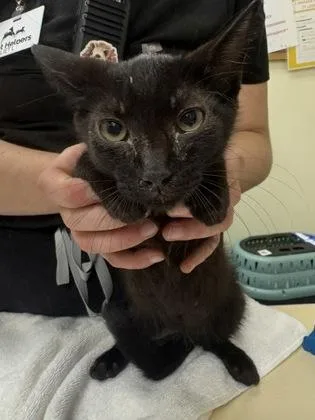 A baby medium-sized male Black Domestic Short Hair cat named Blacksmith for adoption in Charleston, SC