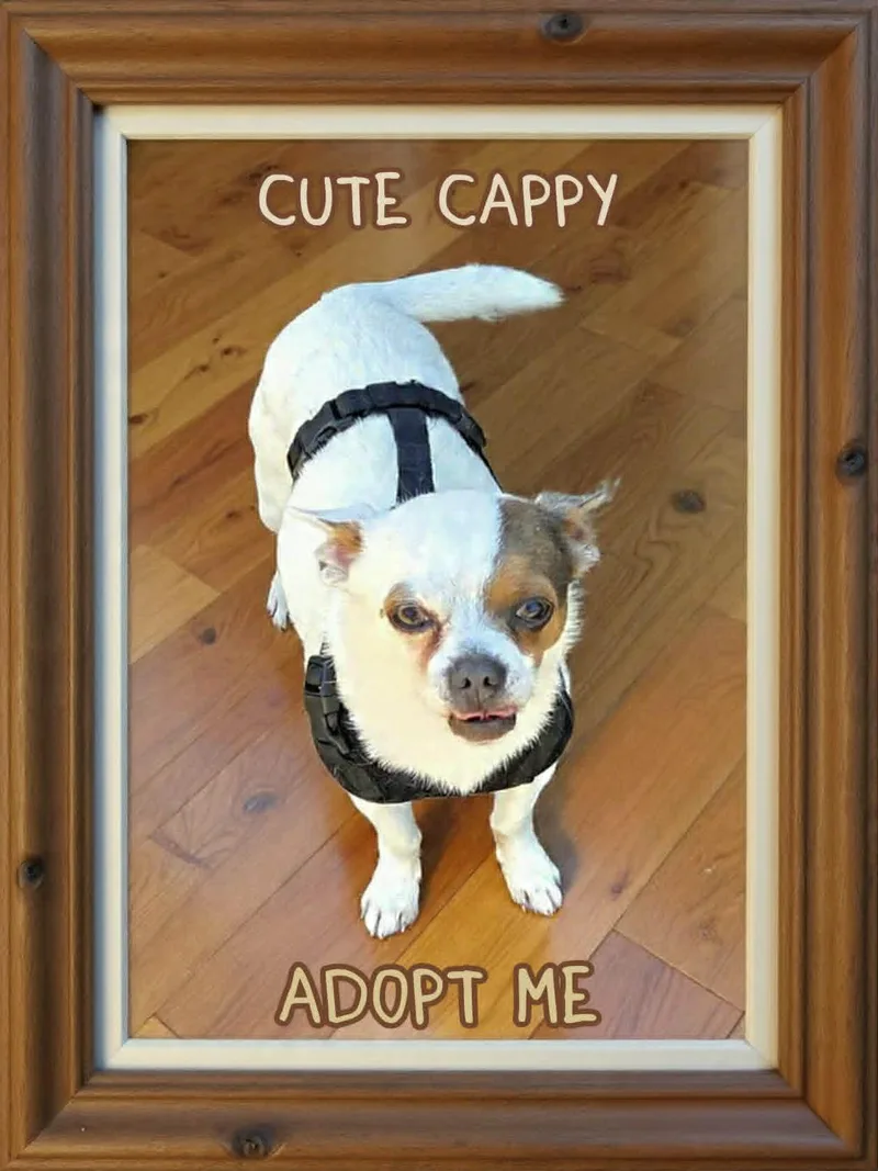 An adult small-sized male White / Cream Chihuahua dog named Cappy for adoption in Grove, OK