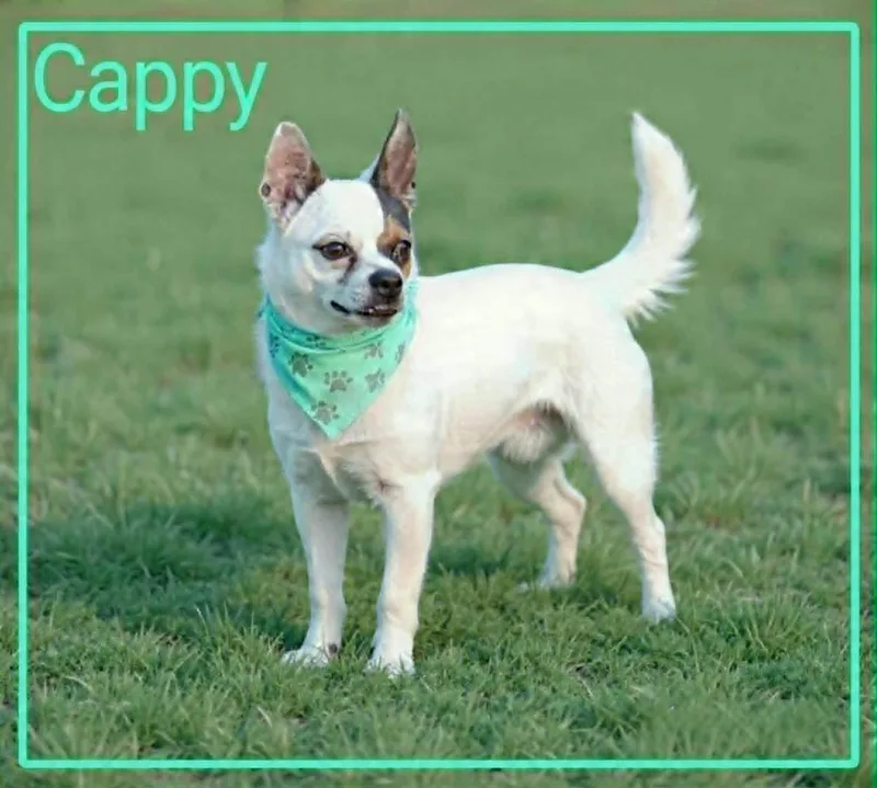 Cappy thumbnail 2