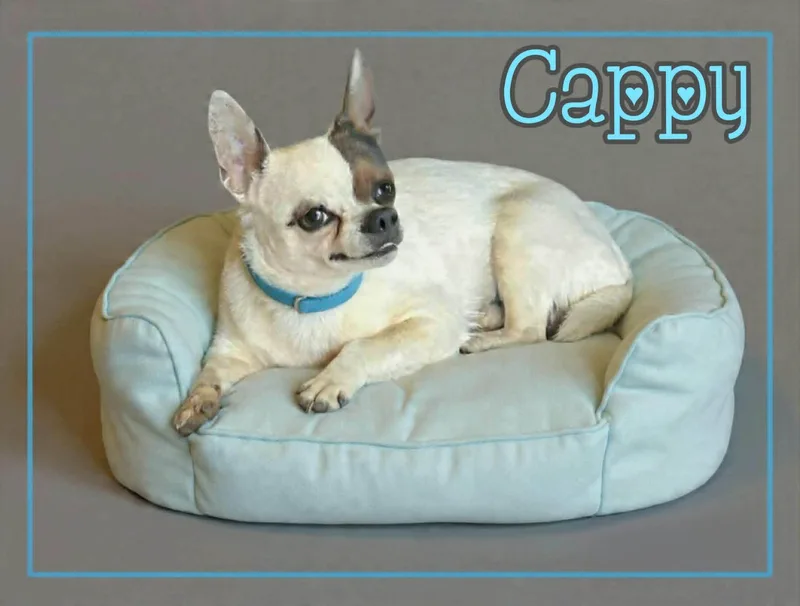 Cappy thumbnail 3